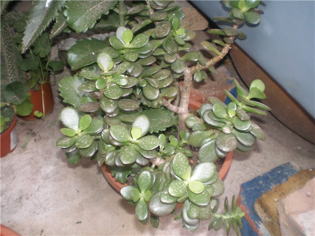 Crasula ovata